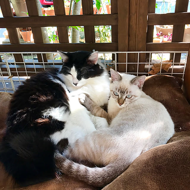 butachanさんの実例写真