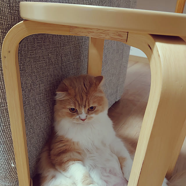 akkiiiさんの実例写真