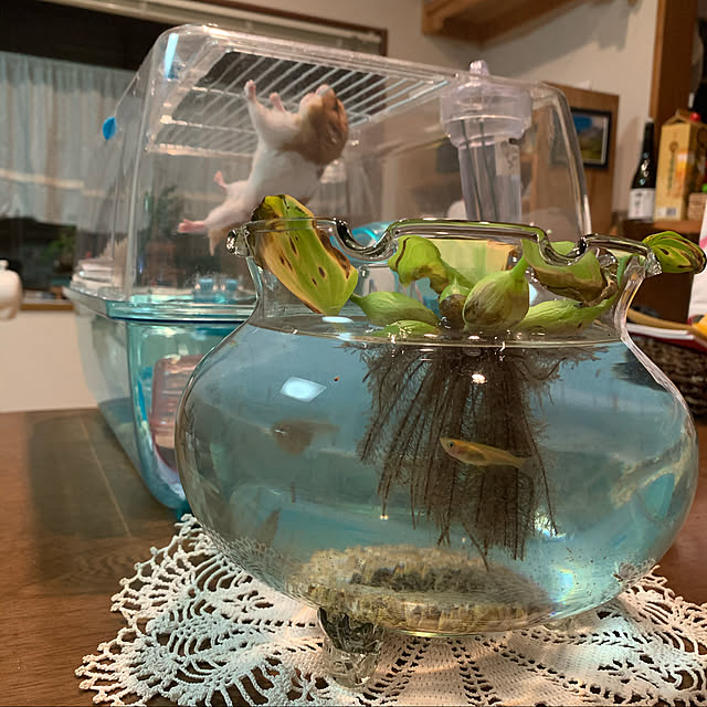 kurumekoさんの実例写真