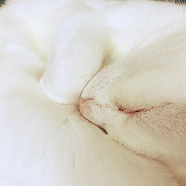 siroさんの実例写真