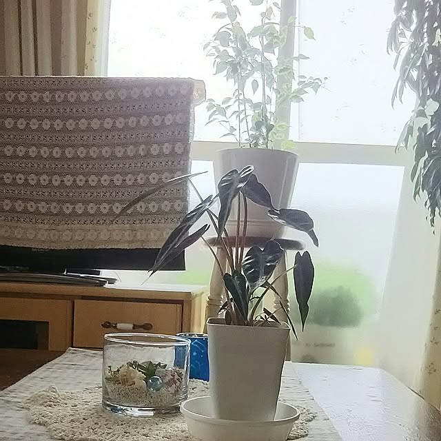 naopyiさんの実例写真