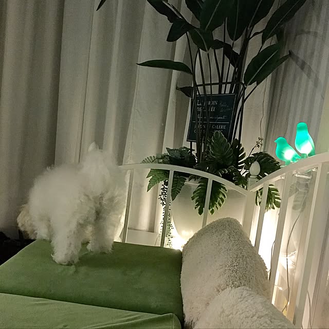 Mopmamaさんの実例写真
