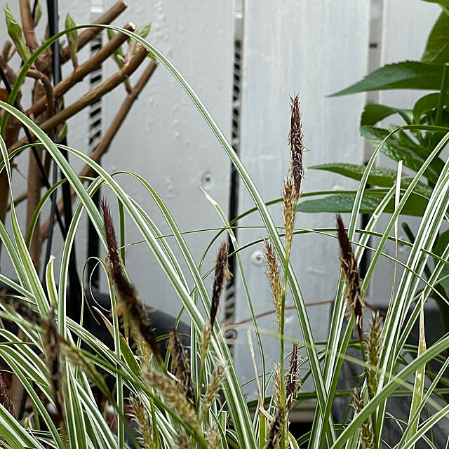 shiropenguinさんの部屋