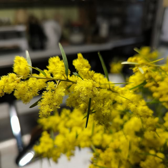 koyutan-mjmさんの部屋