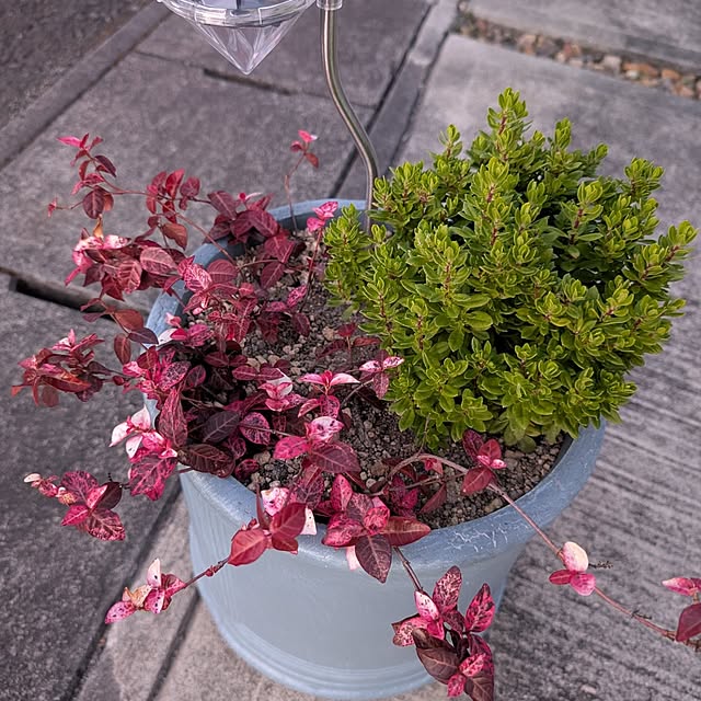 KOHAKUさんの実例写真