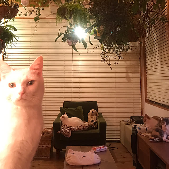 sakurasakuさんの実例写真