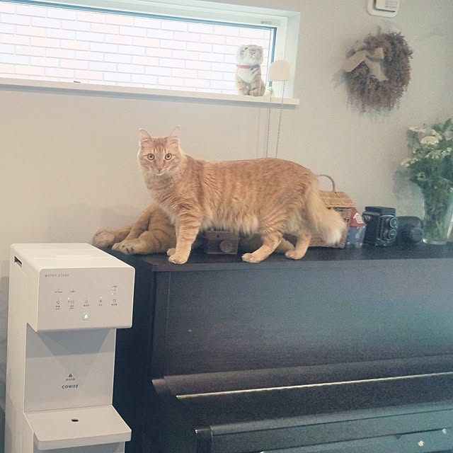 nyanpeiさんの実例写真