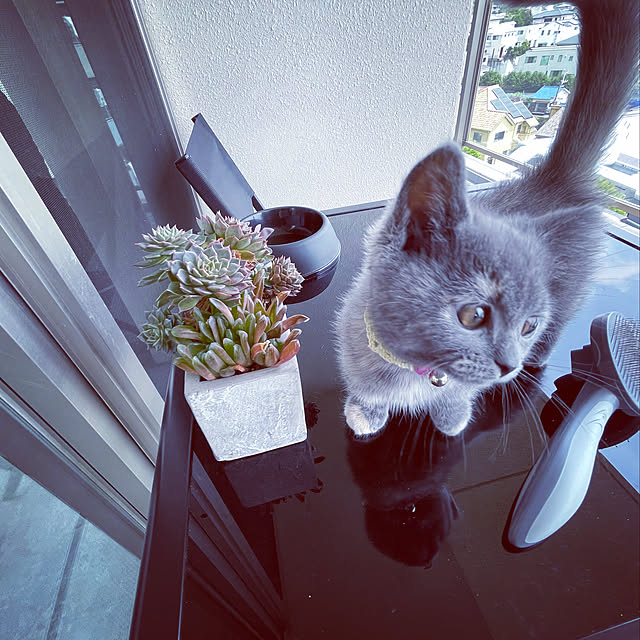 nineさんの実例写真