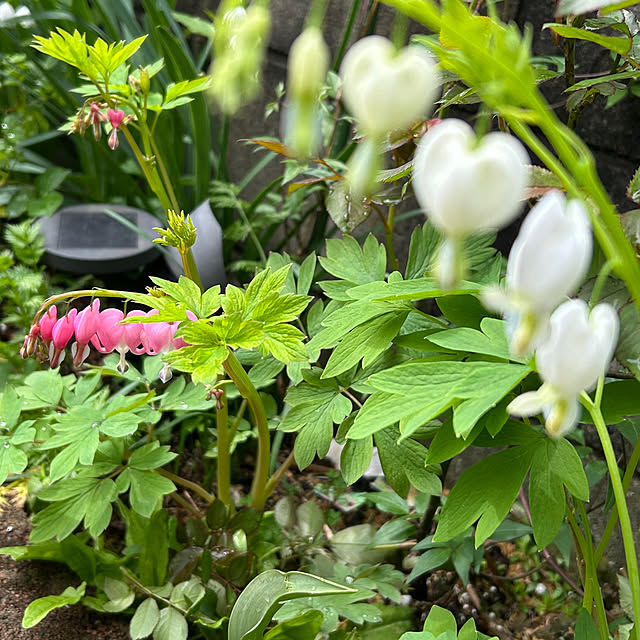 sukkorobiさんの部屋