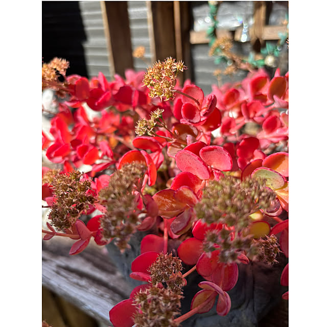 CoCo0617さんの部屋