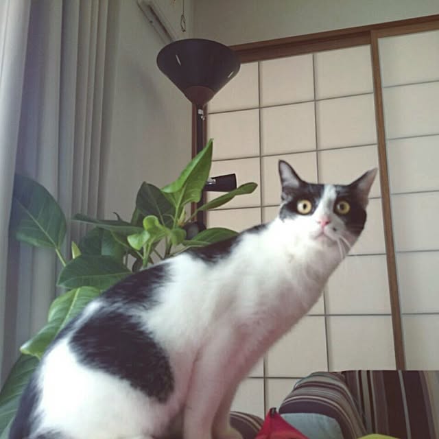 実例写真
