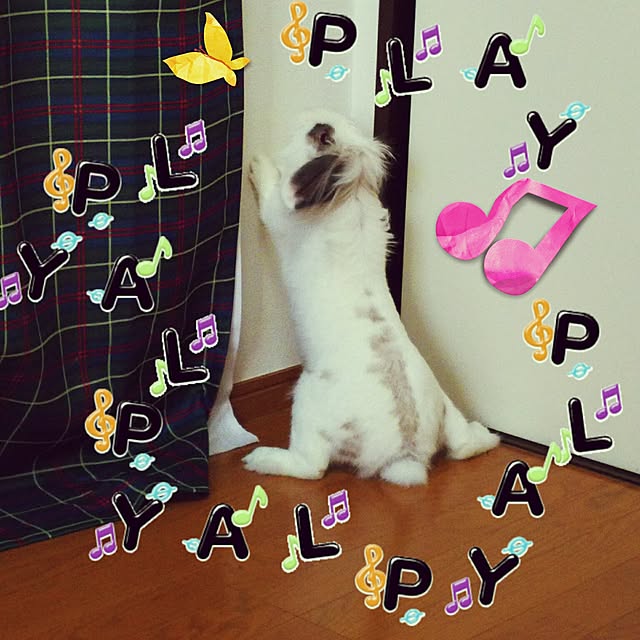 WASABIさんの実例写真