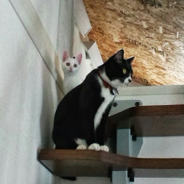 akuakuさんの実例写真