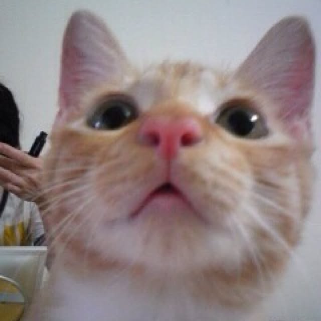 Yasumiさんの実例写真