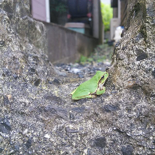kingyoさんの実例写真
