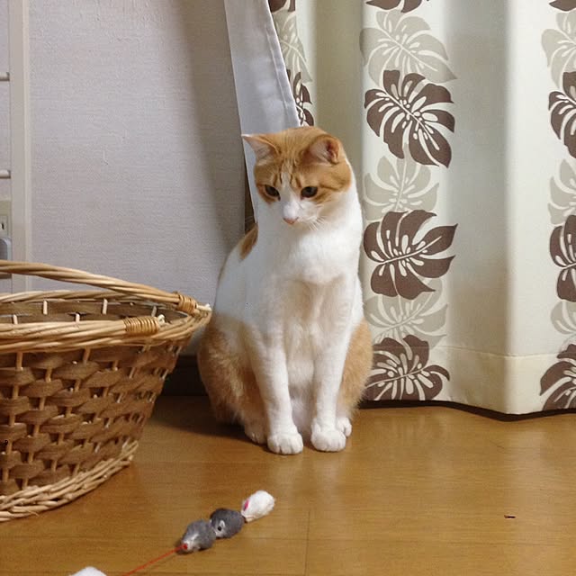 Kinanさんの実例写真