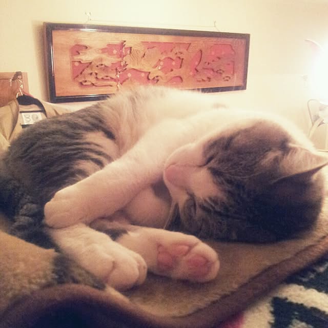 emmyyさんの実例写真