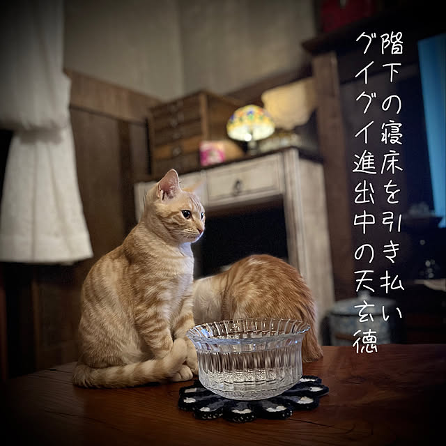 猫と暮らす家/marusan流/猫8匹/猫まみれの暮らし/コメントお気遣いなく(´-ω-)...などのインテリア実例 - 2022-11-20 09:36:15