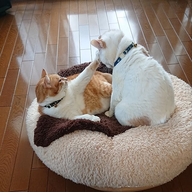 NOAHさんの部屋