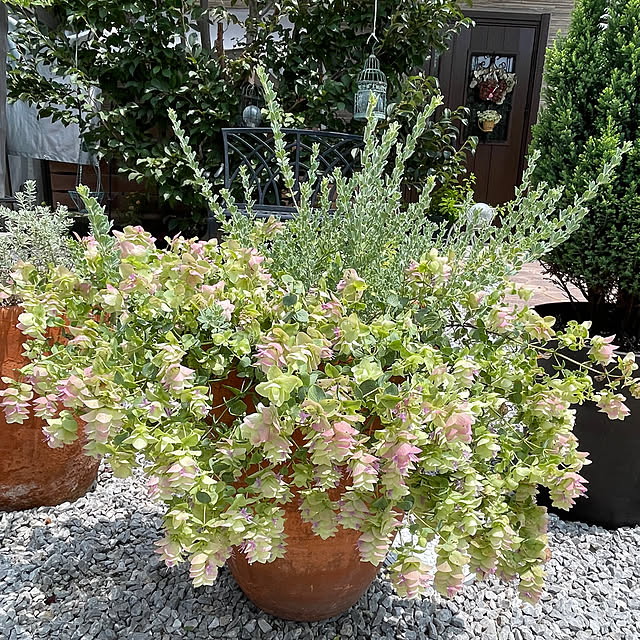ronronさんの部屋