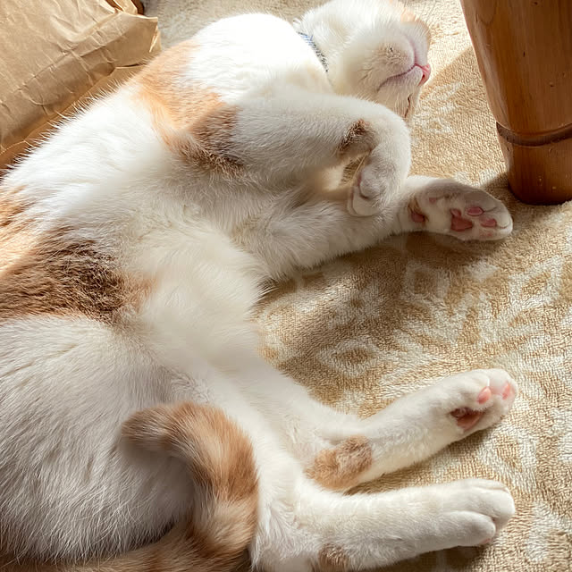 mintteaさんの部屋