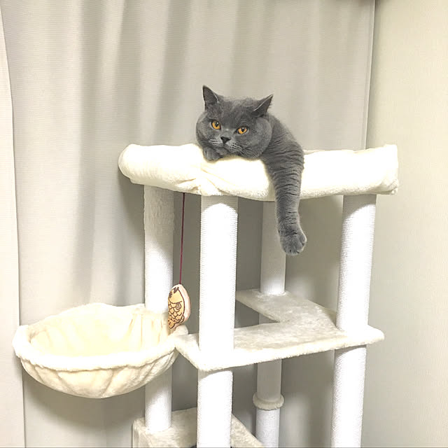 kittyさんの実例写真