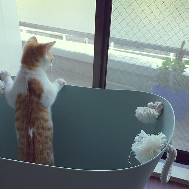 biscoさんの実例写真