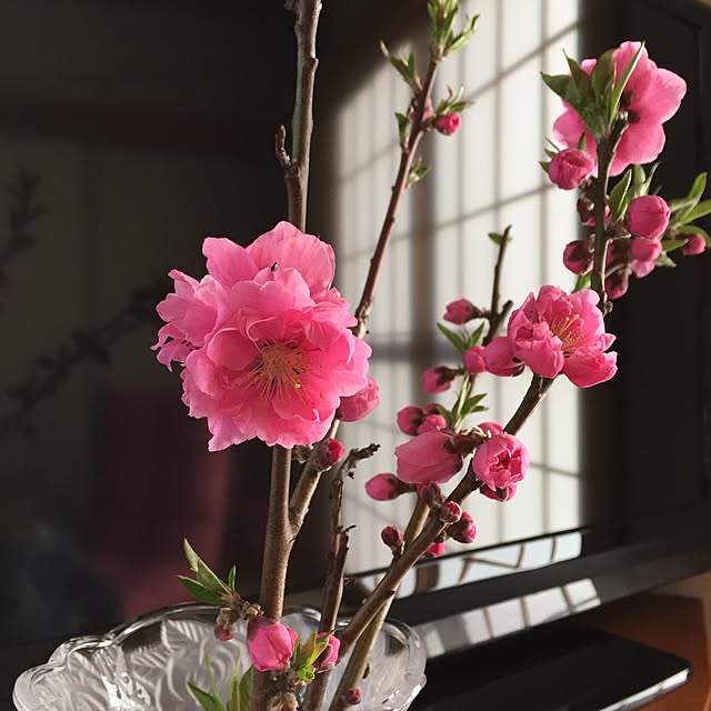 部屋全体/花のある暮らしのインテリア実例 - 2017-03-25 09:14:24