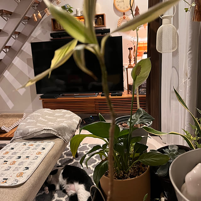 kojimasaさんの部屋