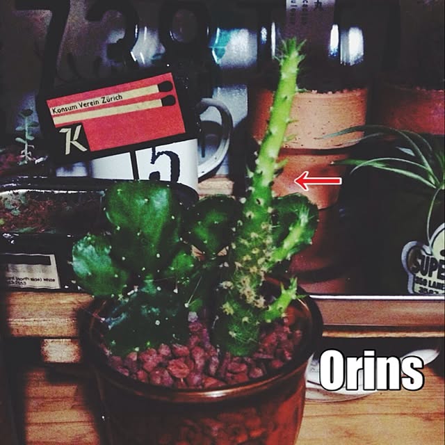 Orinsさんの実例写真