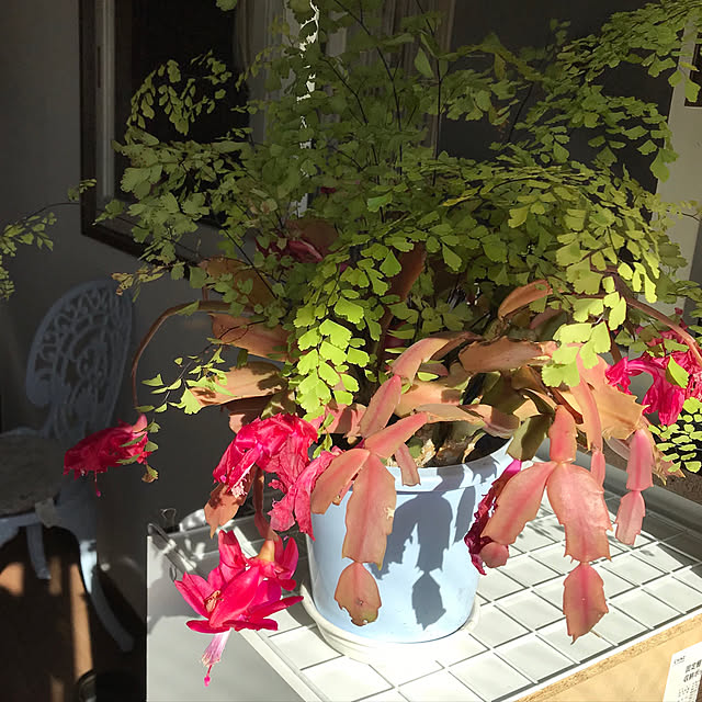 m.kantoh18_mikkoさんの実例写真