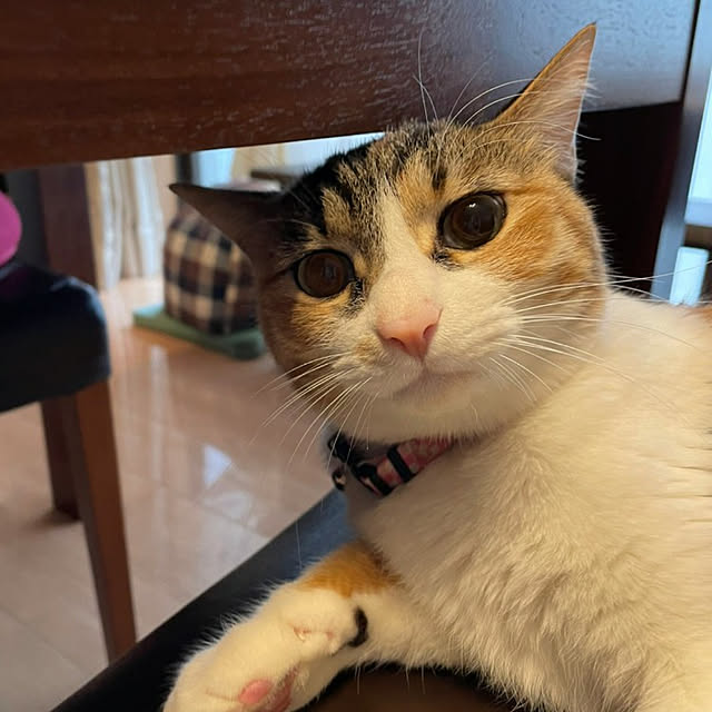 akiさんの実例写真