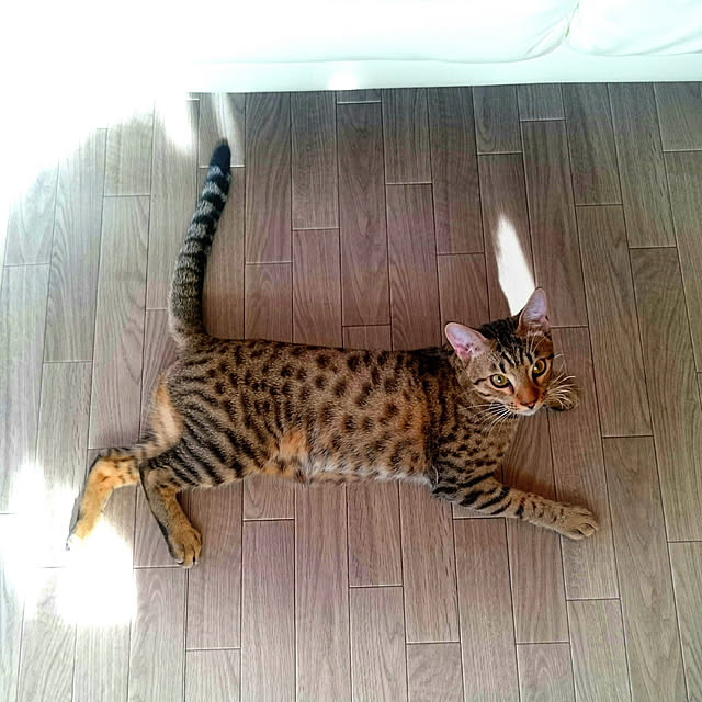 ken.kawakamiさんの実例写真