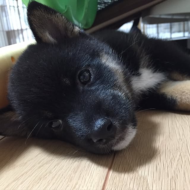 marocoroさんの実例写真