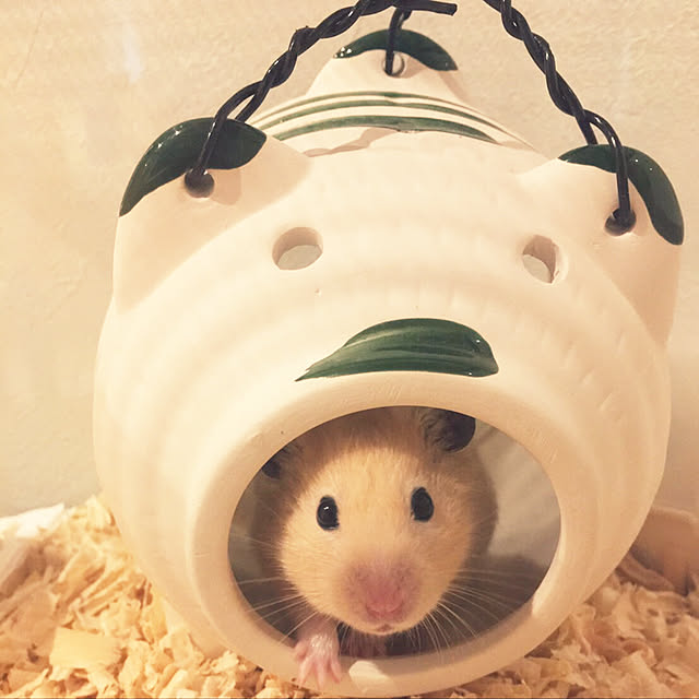 jamさんの実例写真