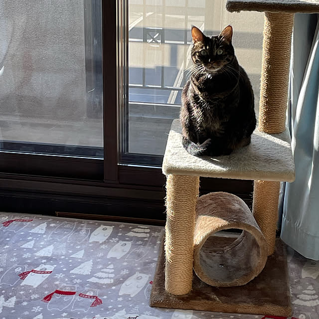 momocchiさんの実例写真