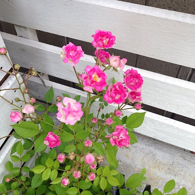 PANNAさんの実例写真