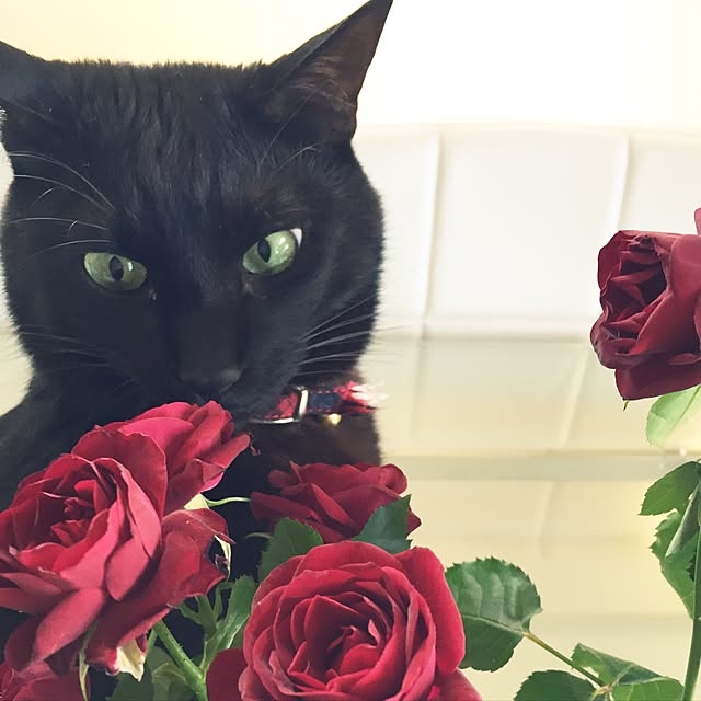 fuminさんの実例写真