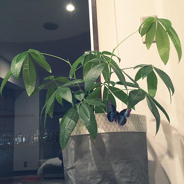 HKSさんの実例写真
