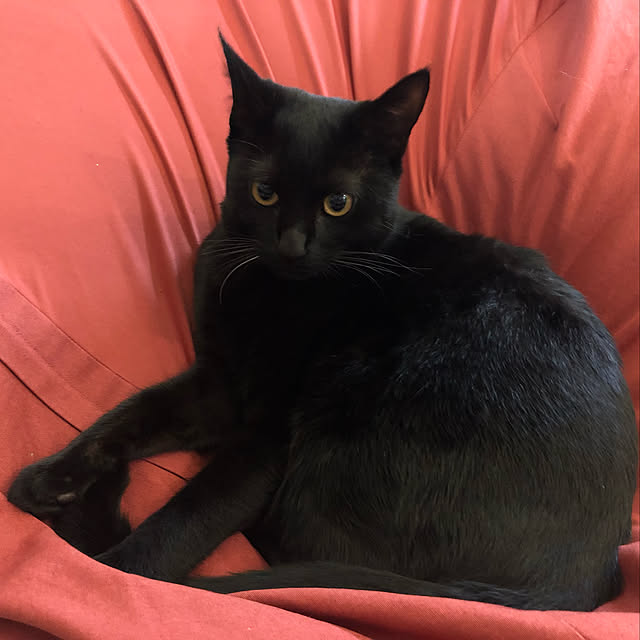 jijiさんの実例写真