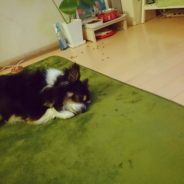rinmarorinさんの実例写真