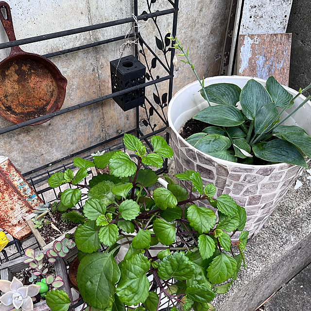 jijiさんの部屋