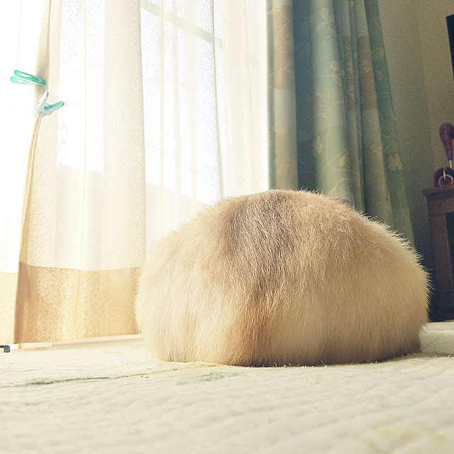 pondyさんの実例写真
