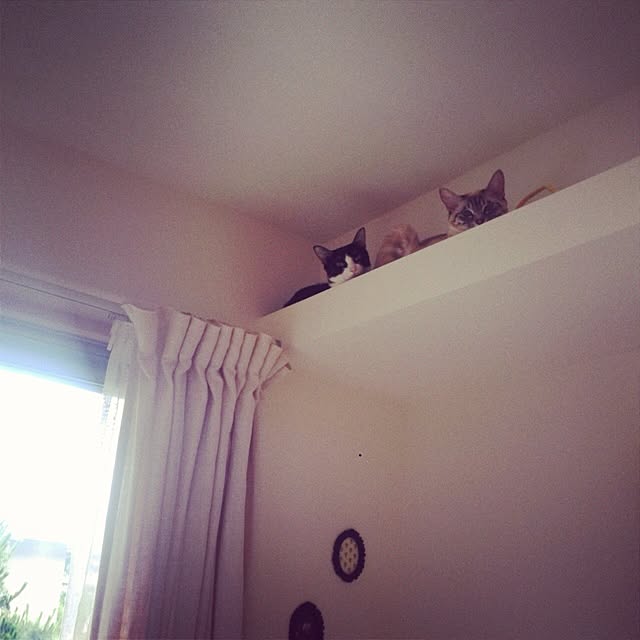 Tippiさんの実例写真