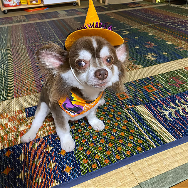 chIoeさんの実例写真