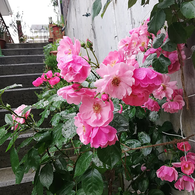 kazuさんの実例写真