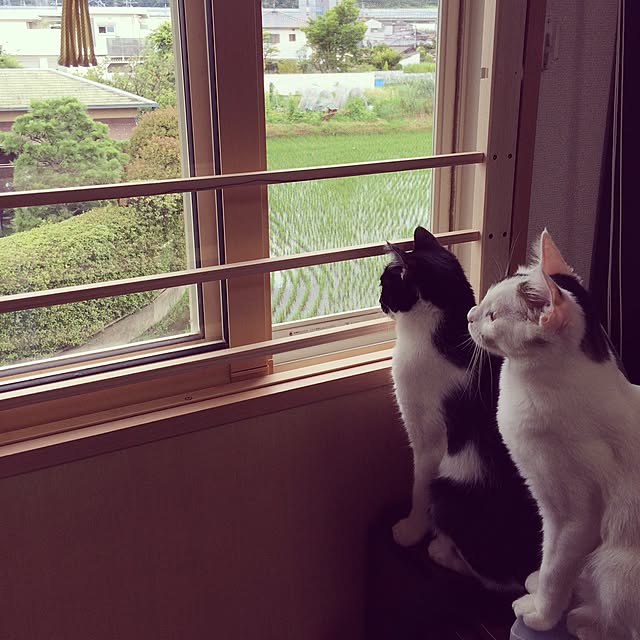 リビング/ねこインテリアのインテリア実例 - 2015-07-11 23:52:43