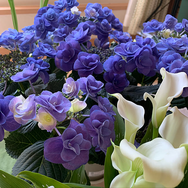 観葉植物/ニトリ/リビングのインテリア実例 - 2019-05-06 20:54:09
