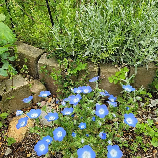 VIORAさんの実例写真