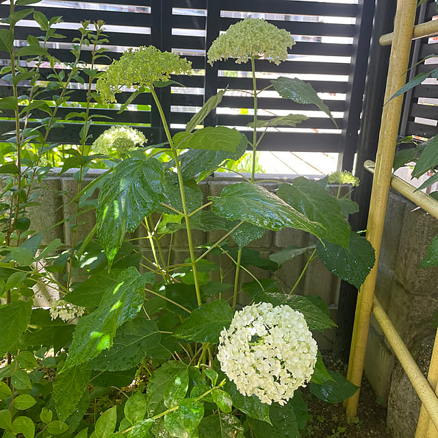 kuikoさんの実例写真